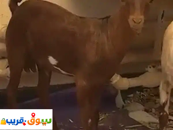 baby goat