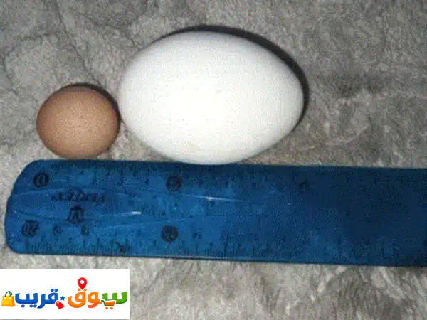 للبيع.. بيضة دجاج كروية نادرة جداً (هواة النوادر)