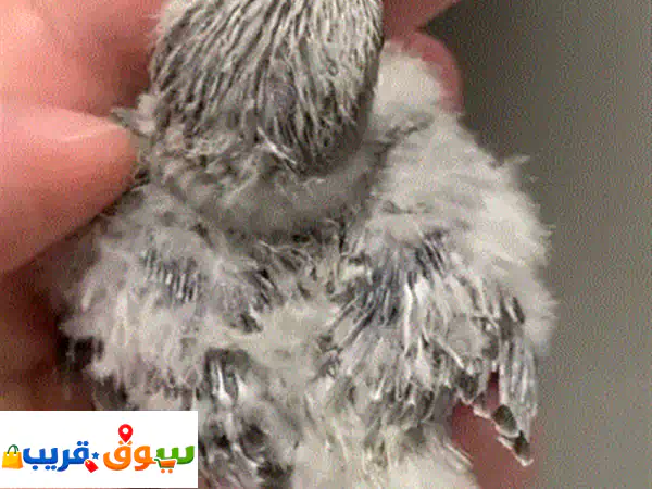 فروخ كروان