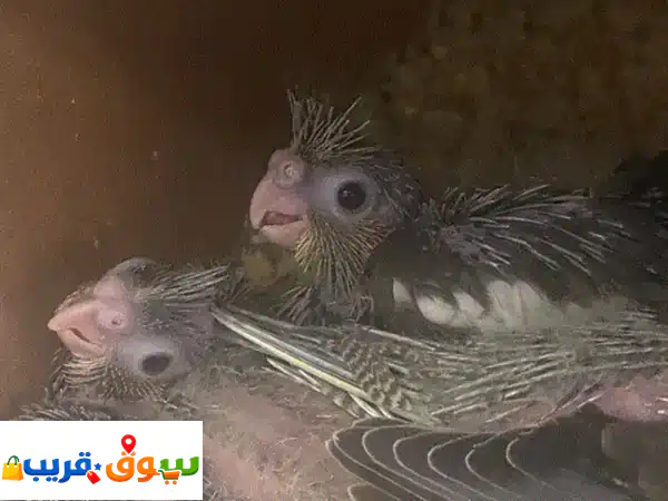 فروخ كوكتيل