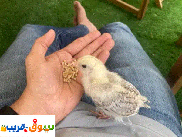 Baby Chick
