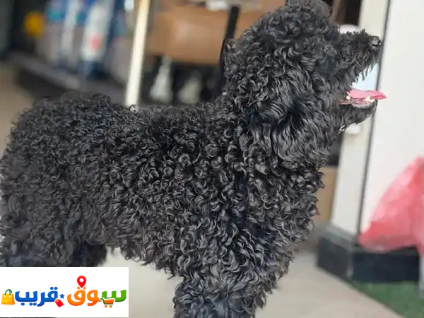 توي بودل مدرب ولعوب (عمر سنة): رفيقك المثالي...