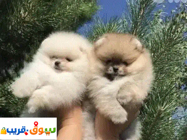 جرو لابرادودل ميني كريمي مستورد 🐶 | مدرب وجاهز لعائلتك! | كلاب للبيع لبنان & شحن عالمي