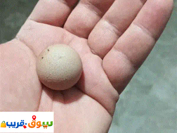 للبيع.. بيضة دجاج كروية نادرة جداً (هواة النوادر)