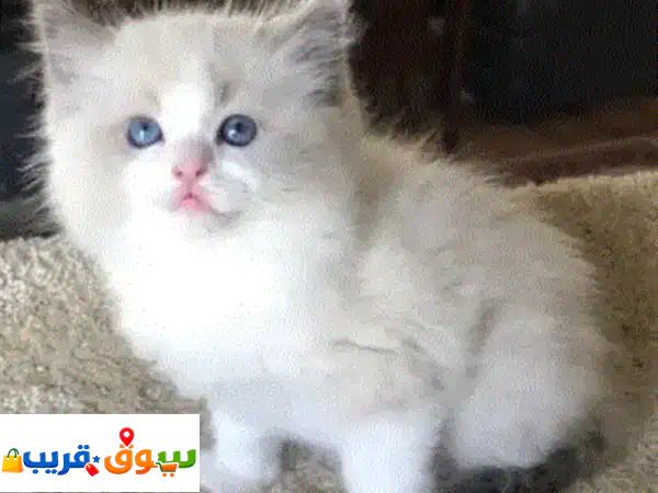 قطط راغدول للبيع: رفقاء العمر بجمال آخاذ ووداعة فائقة! كيتنز بيور جاهزة لمنزلك