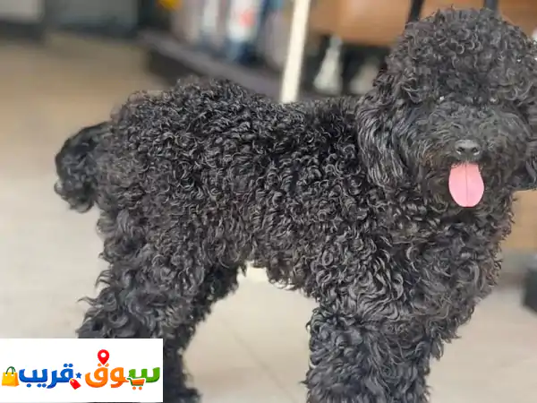 توي بودل مدرب ولعوب (عمر سنة): رفيقك المثالي الجديد ينتظرك لملء حياتك بالبهجة!