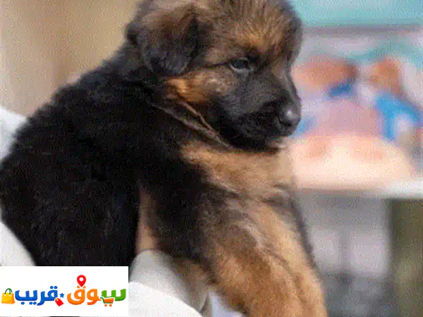 للراغبين بالاقتناء الراقي والذوق الرفيع نوفر لكم...