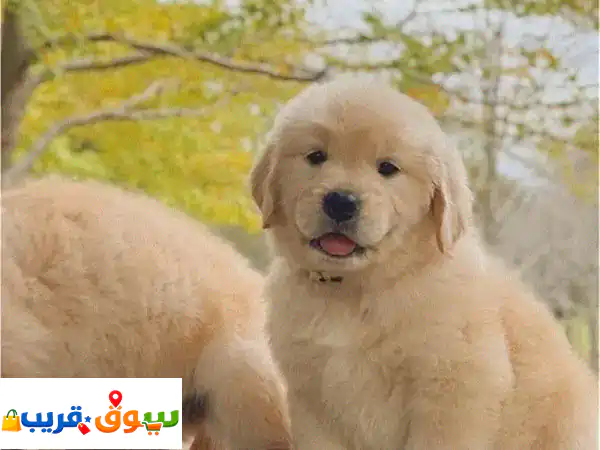 gold Golden Retriever Bear Puppy