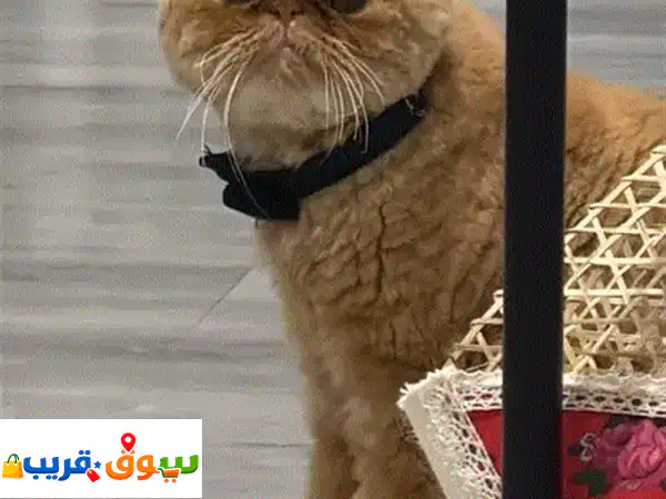 تبنى قطة أحلامك! | قطة صحية، لعوبة، ومرحة (سنة و 4 أشهر) - رفيقتك الجديدة بانتظار منزل دافئ
