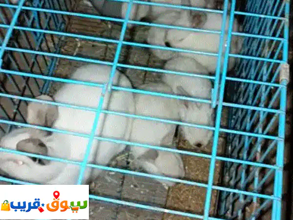 ارانب كاليفورنيا عمر ٤٥ يوم