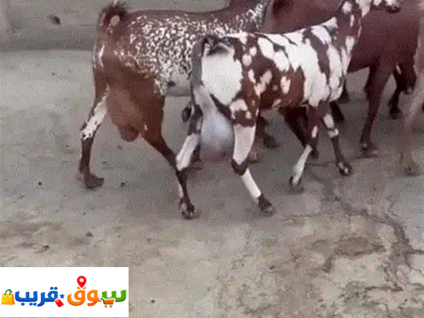 فرصة ذهبية: 10 رؤوس ماعز الدهم العربي فواخر | حليب...
