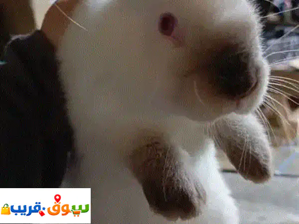 ارانب كاليفورنيا عمر ٤٥ يوم