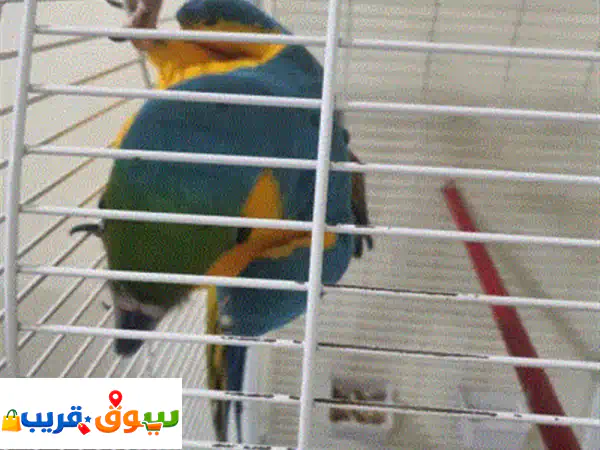 ببغاء مكاوي