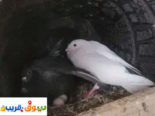 فرصة لمحبي الأصالة: حمام تونسي حضان (كوبيه وبوديل)...