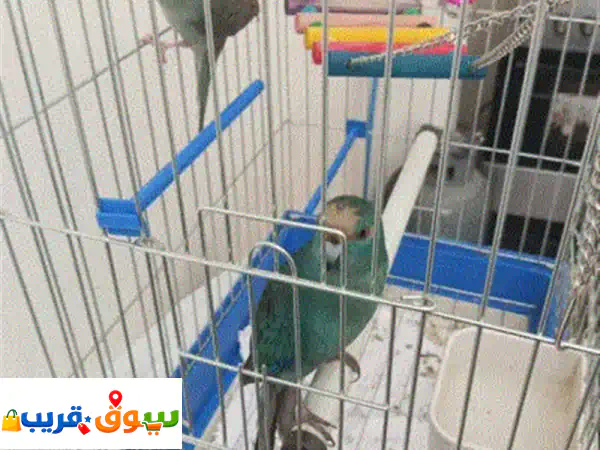 كاكاريكي تركيواز منتج للبيع | زوج جاهز مع القفص وكامل أغراضه!