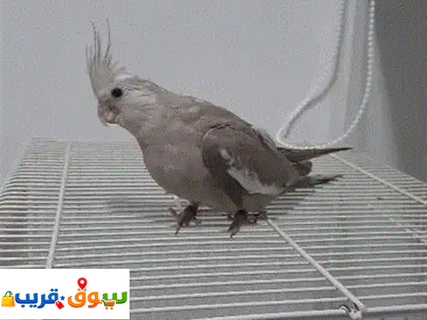 فروخ كوكتيل