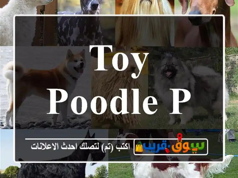 Toy Poodle Puppy