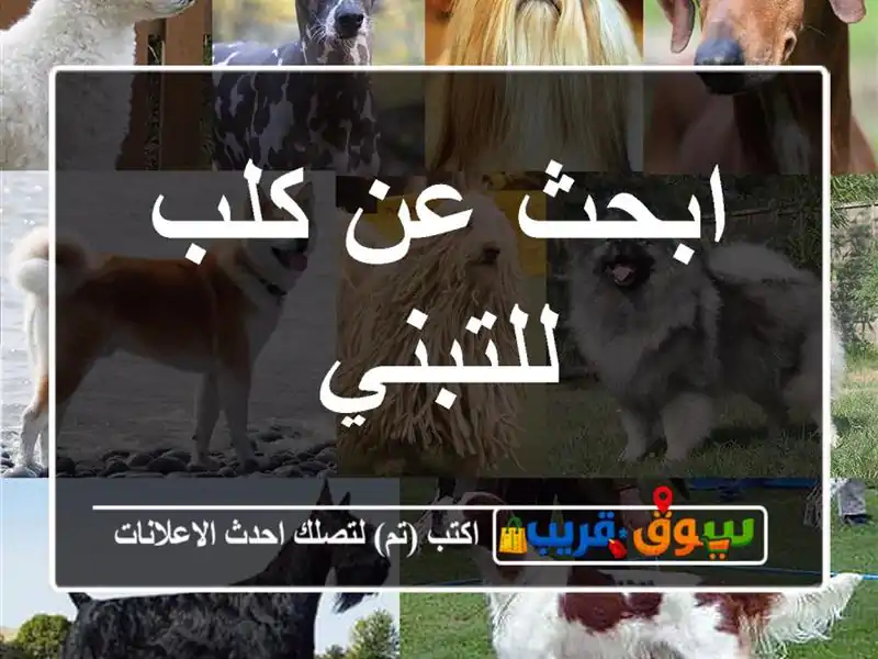 ابحث عن كلب للتبني