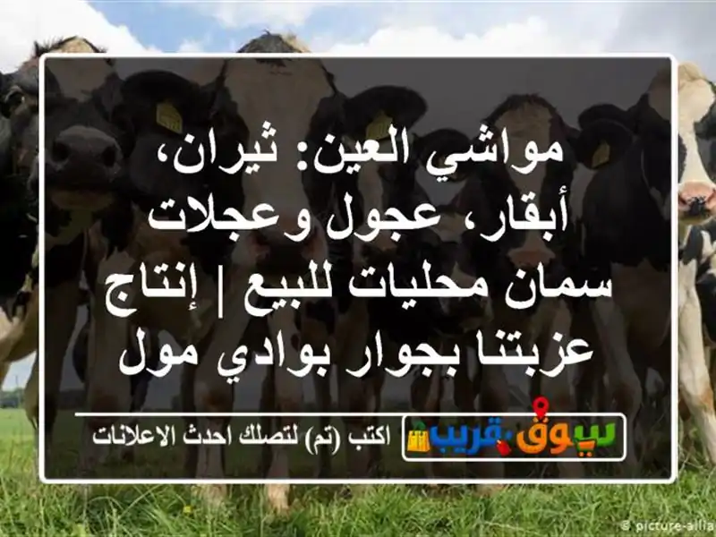 مواشي العين: ثيران، أبقار، عجول وعجلات سمان...