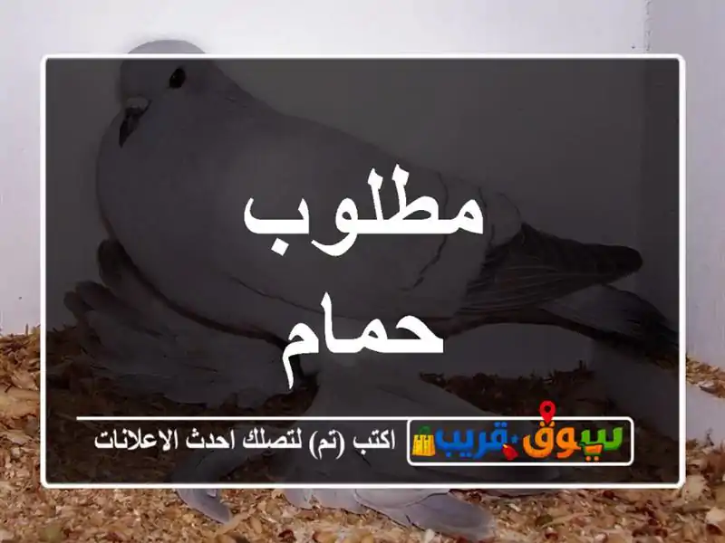 مطلوب حمام