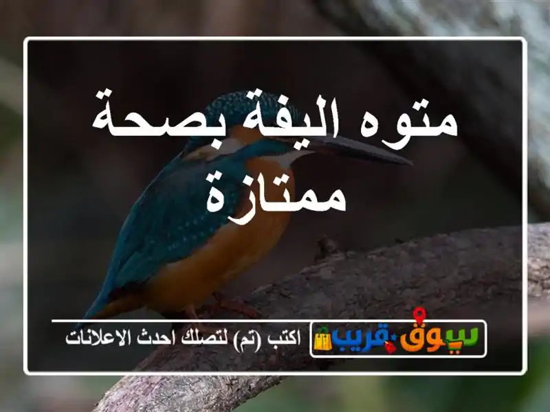 متوه اليفة بصحة ممتازة
