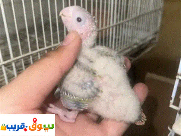 رفيقك المثالي: فراخ كونيور مولينا للتأكيل اليدوي...