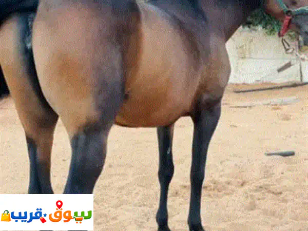فرس والده للبيع