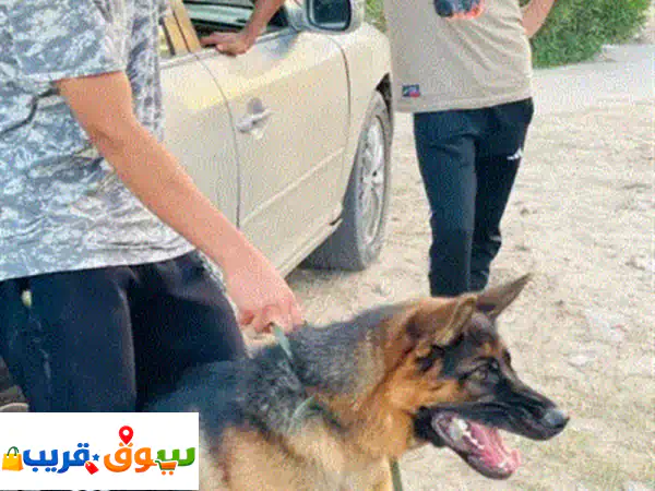 دكر كستم وانتي مالينو