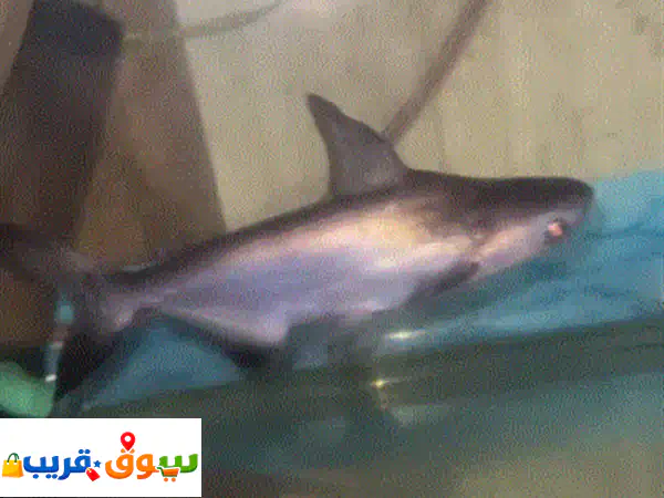سمك زينه وحشي وأليف
