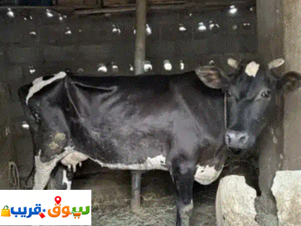 حلال الكيومي يتوفران العجال اقل من سعر السوق وتجار