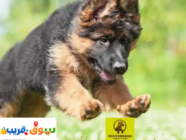 German shepherd fci pedigree