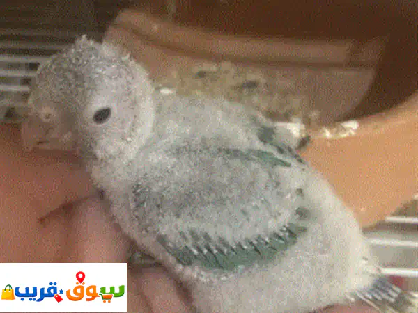 رفيقك المثالي: فراخ كونيور مولينا للتأكيل اليدوي | أناناس ريد فايس، سينامون، تركواز - أكادير