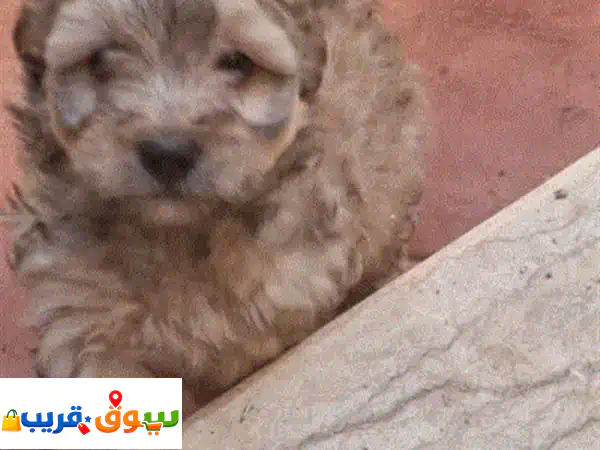 Bichon havanais marron