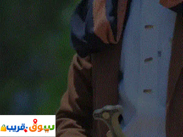 🔥 فرصة ذهبية لعشاق ومربي الحمام في صنعاء!...