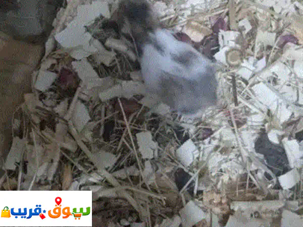 هامستر روسي العدد⁦⁦5⁩⁩