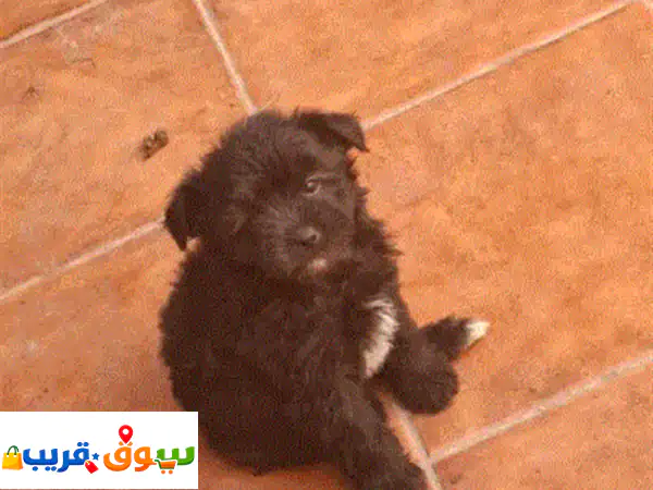 Bichon havanais marron