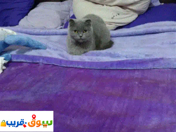 فرصة العمر: قطة بريتش شورت هير أنثى مخصية (أقل من سنة) بـ 30$ | جاهزة لمنزل دافئ!