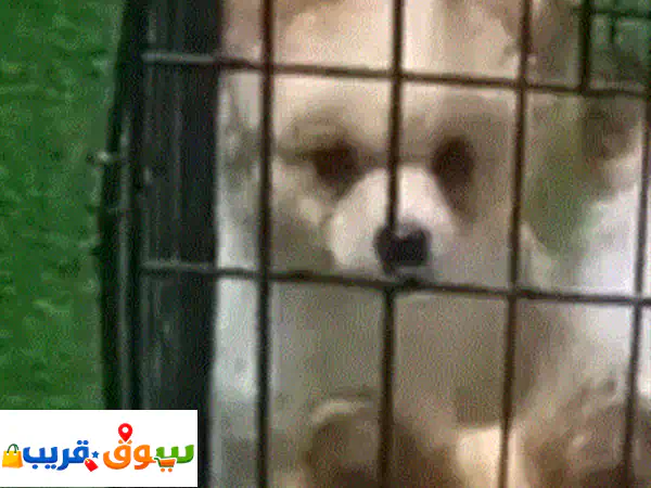 Pomeranian and Maltese dog puppies