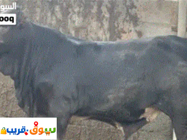 حلال الكيومي يتوفران العجال اقل من سعر السوق وتجار