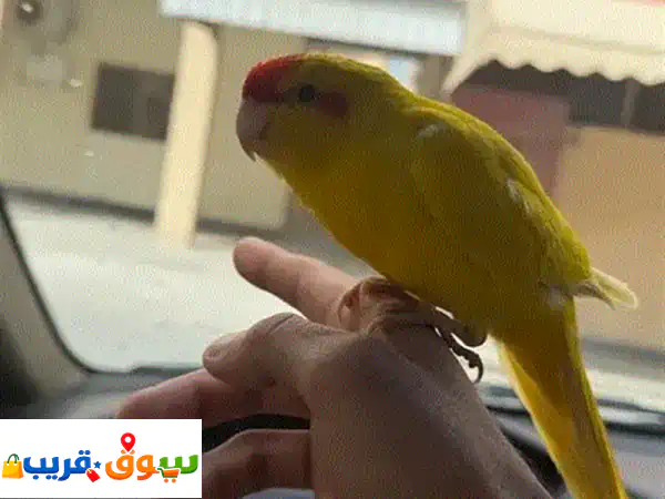 كاكاريكي مدرب وودود: رفيقك الصحي المثالي للأطفال |...