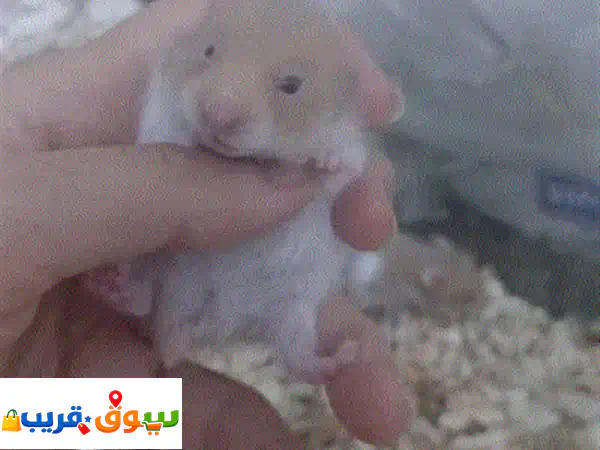 هامستر روسي العدد⁦⁦5⁩⁩