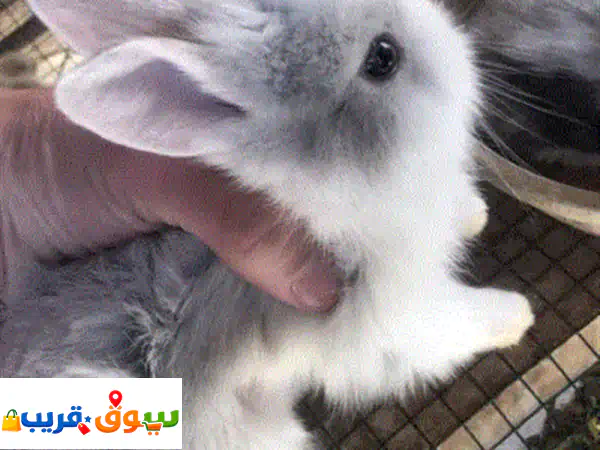 أرانب أسدي للبيع مطعمات