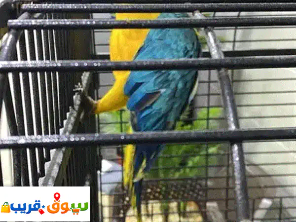 Macaw parrot blue and gold