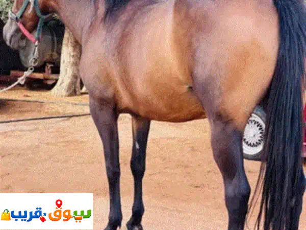 فرس والده للبيع