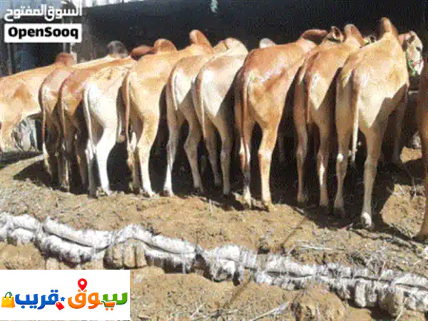 ابقارمروعي وبلدي