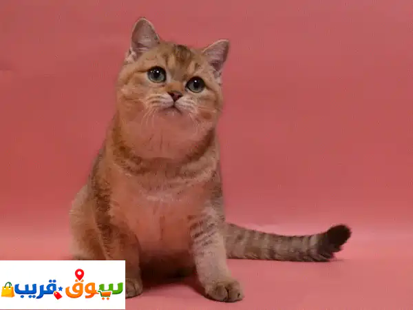 Luxurious British Shorthair Golden Chinchilla Kitten Available