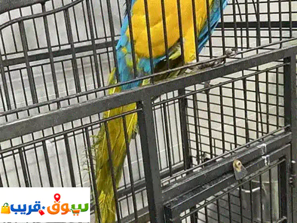 Macaw parrot blue and gold