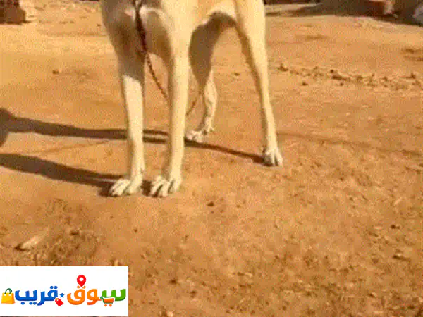 فرصة نادرة في حماة: كلب كانجال أصيل (11 شهر) – حماية لا تضاهى! للبيع بسبب السفر.