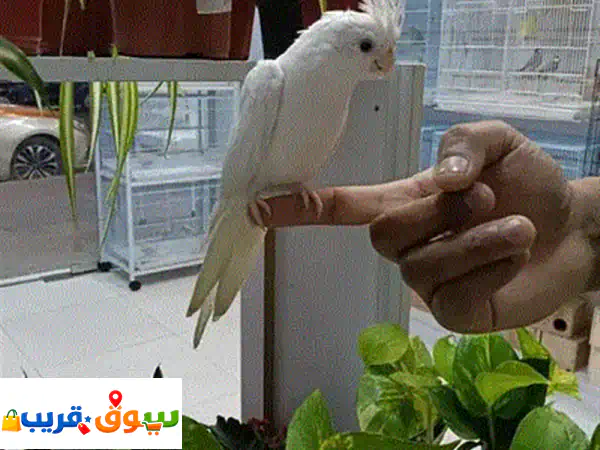 كاكاريكي مدرب وودود: رفيقك الصحي المثالي للأطفال | لا يعض أبداً!