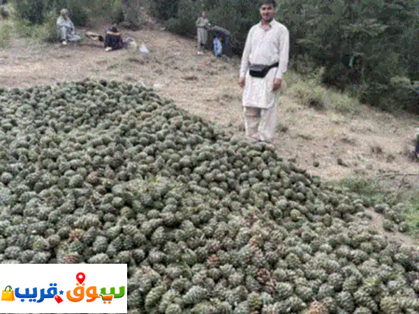 ⁦⁦Pine⁩⁩ ⁦⁦Nuts⁩⁩ الصنوبر